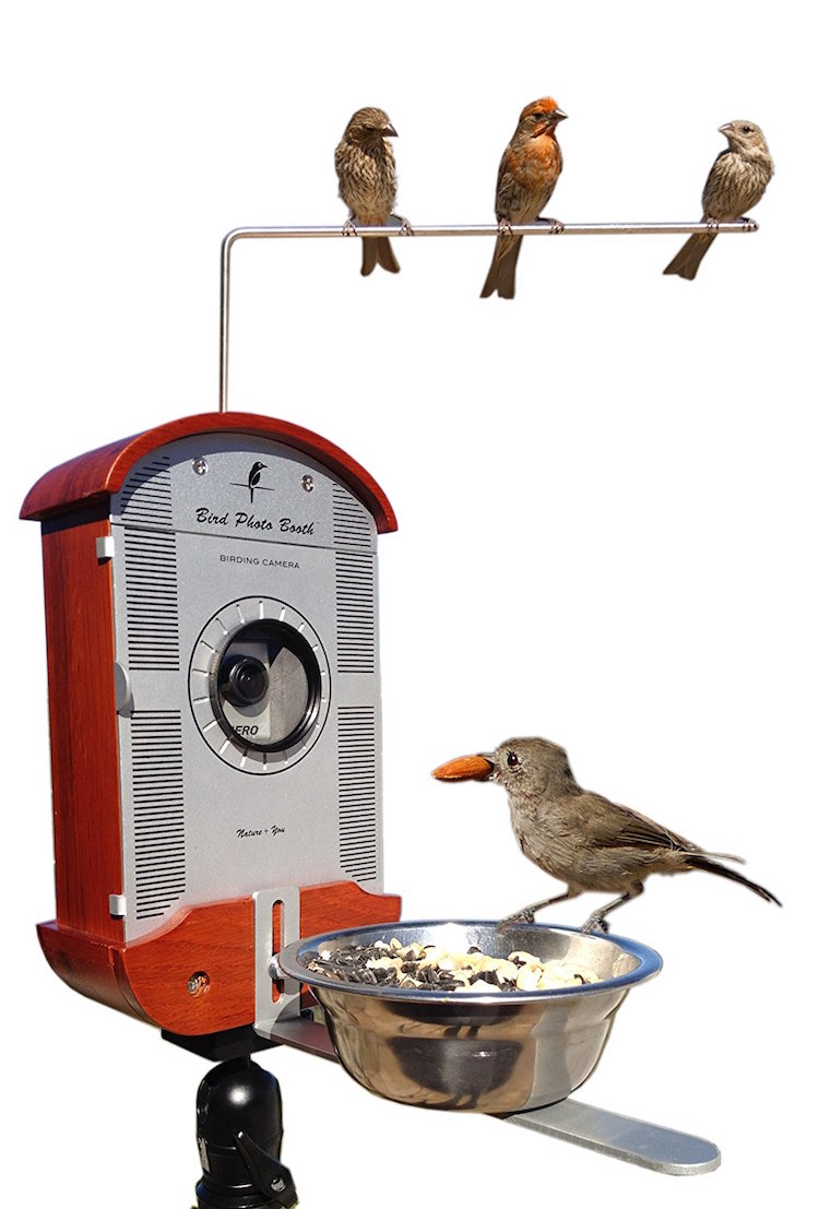 Фотография: Женщина прикормила птиц и делает потрясающие портреты, пока они едят №14 - BigPicture.ru