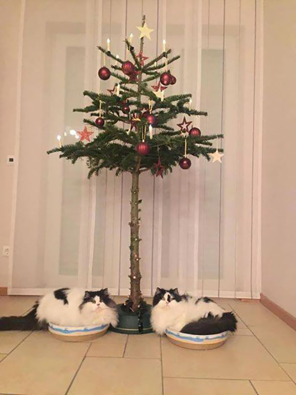 Фотография: Как защитить новогоднюю елку от вредных и дерзких домашних животных №13 - BigPicture.ru