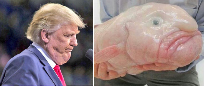 Фотография: Трамп попросил не публиковать его снимки с двойным подбородком, но интернет ответил фотожабами №15 - BigPicture.ru