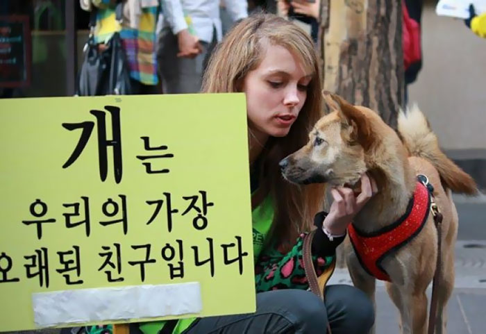 Фотография: В Южной Корее закроют крупнейший рынок собачьего мяса №3 - BigPicture.ru