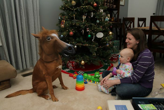Фотография: Животные, которые терпеть не могут Рождество и Новый год №23 - BigPicture.ru