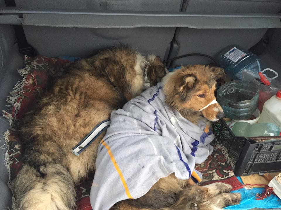 Фотография: Пес два дня защищал раненую собаку от поезда, ложась на рельсы рядом с ней №2 - BigPicture.ru