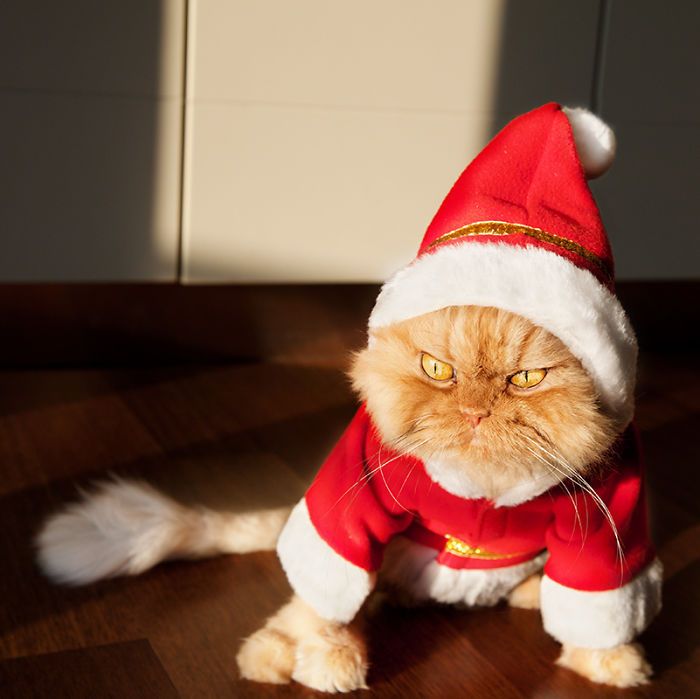 Фотография: Животные, которые терпеть не могут Рождество и Новый год №24 - BigPicture.ru