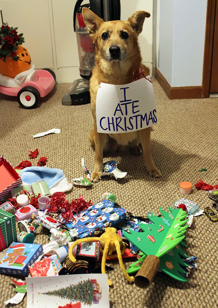 Фотография: Животные, которые терпеть не могут Рождество и Новый год №25 - BigPicture.ru