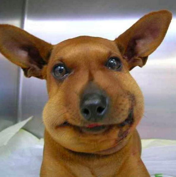 І сміх, і гріх: як виглядають собаки після зустрічі з пчелами