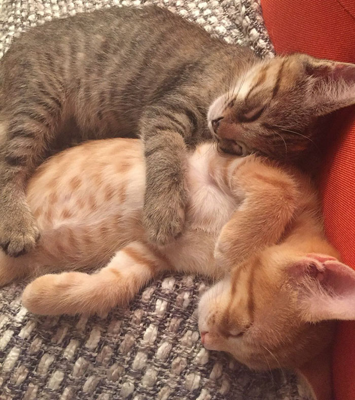 Фотография: Два котенка влюбились друг в друга и просто не могут больше скрывать своих чувств №5 - BigPicture.ru