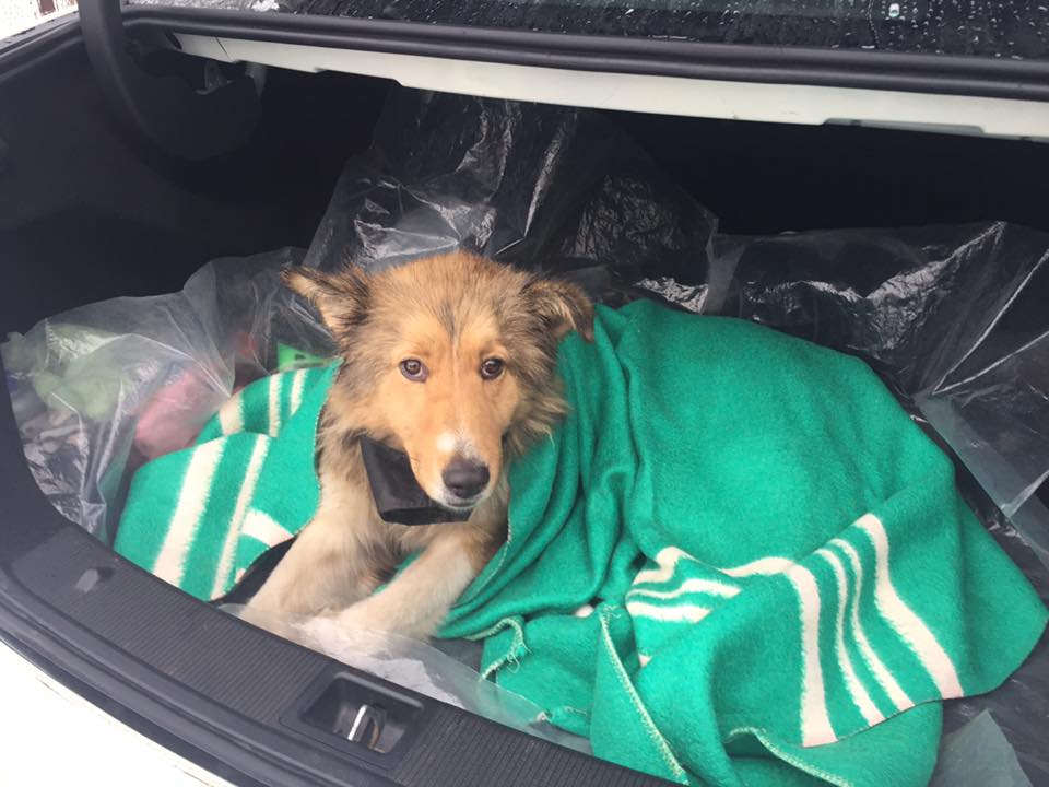 Фотография: Пес два дня защищал раненую собаку от поезда, ложась на рельсы рядом с ней №3 - BigPicture.ru