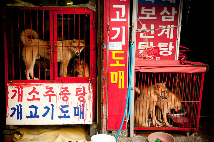 Фотография: В Южной Корее закроют крупнейший рынок собачьего мяса №5 - BigPicture.ru