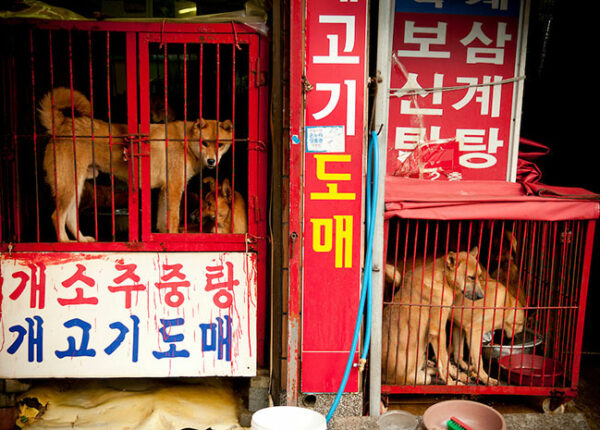 В Южной Корее закроют крупнейший рынок собачьего мяса