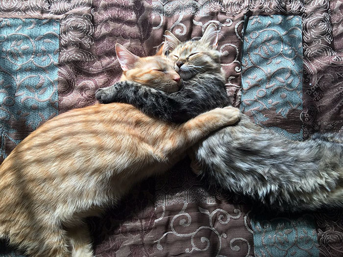 Фотография: Два котенка влюбились друг в друга и просто не могут больше скрывать своих чувств №6 - BigPicture.ru
