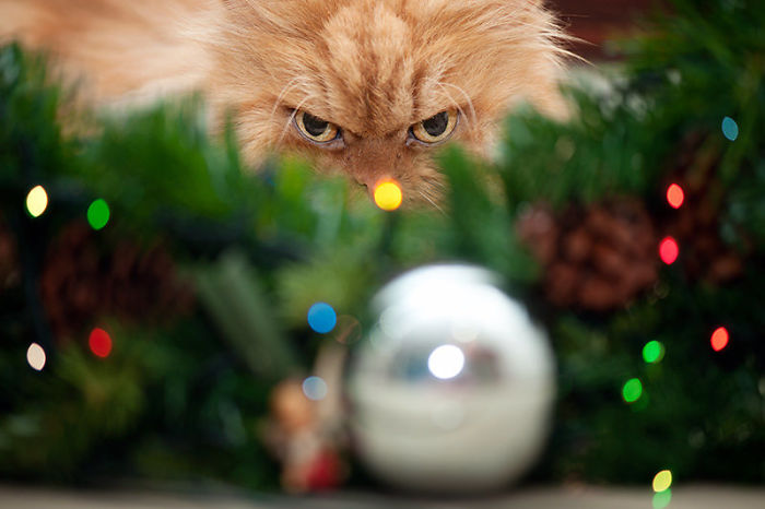 Фотография: Животные, которые терпеть не могут Рождество и Новый год №10 - BigPicture.ru