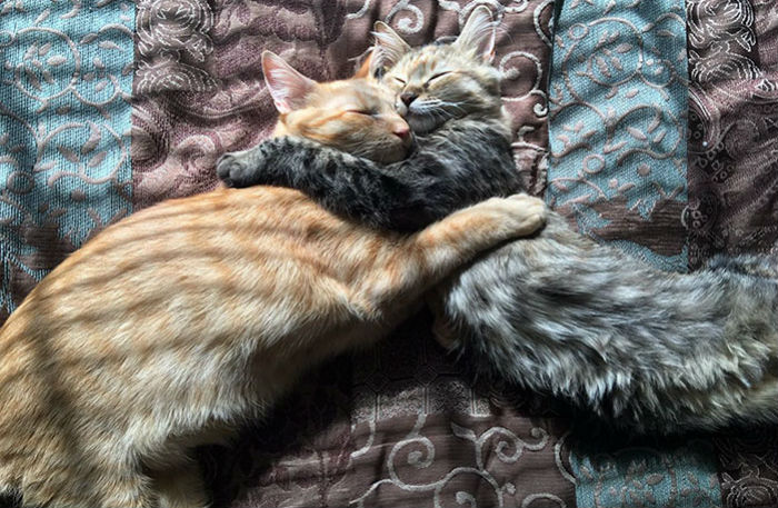 Фотография: Два котенка влюбились друг в друга и просто не могут больше скрывать своих чувств №1 - BigPicture.ru
