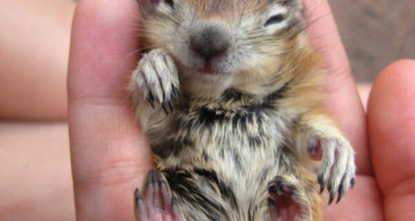 Не грустите: эти животные напомнят вам, что мир все-таки прекрасен