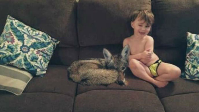 Фотография: Жена притащила койота домой и спросила у мужа, можно ли его оставить №1 - BigPicture.ru