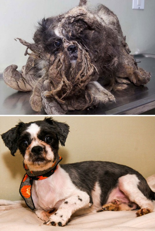 Фотография: До и после: душераздирающие примеры перевоплощения собак, которые обрели любящих хозяев №10 - BigPicture.ru