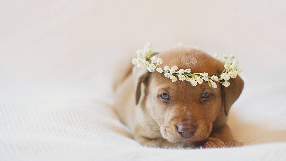 Фотография: Фотосессия новорожденного щенка, которая расплавит ваш мимиметр №2 - BigPicture.ru