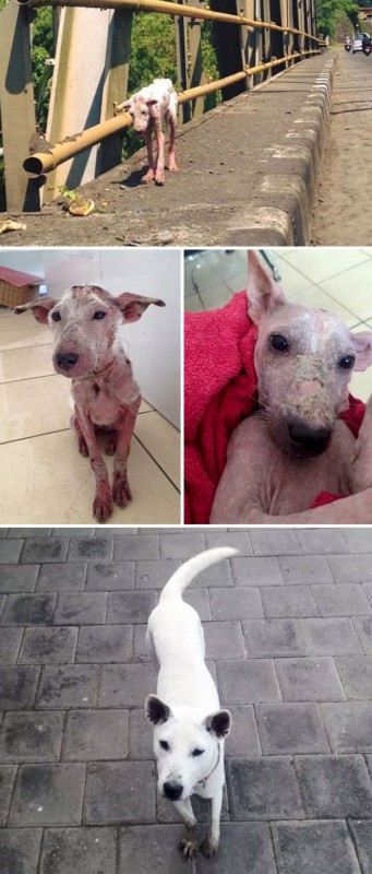 Фотография: До и после: душераздирающие примеры перевоплощения собак, которые обрели любящих хозяев №11 - BigPicture.ru