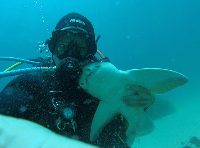 Фотография: Дайвер приласкал акулу, и теперь она приплывает к нему в руки снова и снова №2 - BigPicture.ru