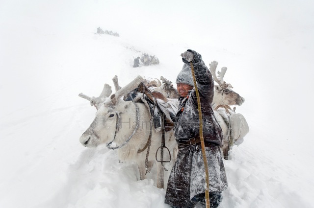 Фотография: Как живет вымирающее племя оленеводов из Монголии №8 - BigPicture.ru