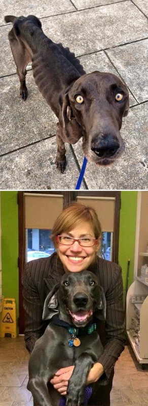Фотография: До и после: душераздирающие примеры перевоплощения собак, которые обрели любящих хозяев №12 - BigPicture.ru