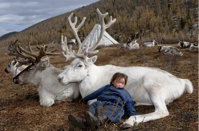 Фотография: Как живет вымирающее племя оленеводов из Монголии №4 - BigPicture.ru
