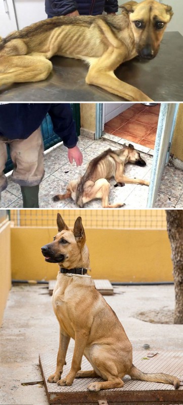 Фотография: До и после: душераздирающие примеры перевоплощения собак, которые обрели любящих хозяев №2 - BigPicture.ru