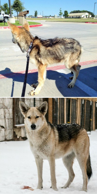 Фотография: До и после: душераздирающие примеры перевоплощения собак, которые обрели любящих хозяев №14 - BigPicture.ru