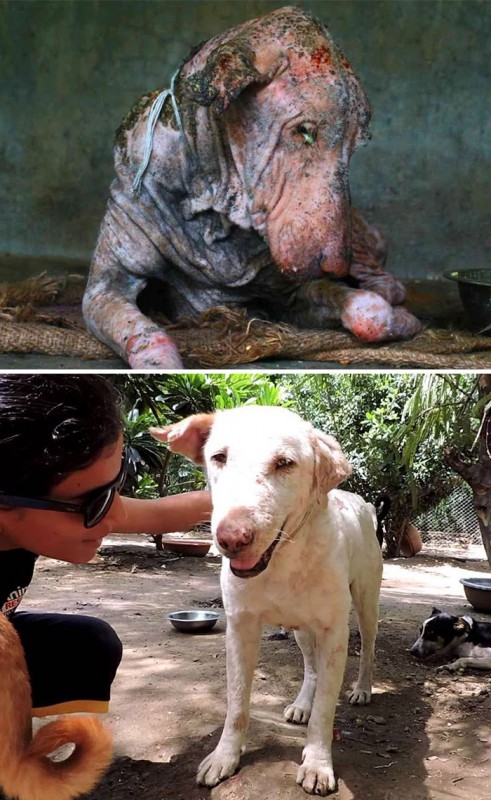 Фотография: До и после: душераздирающие примеры перевоплощения собак, которые обрели любящих хозяев №15 - BigPicture.ru