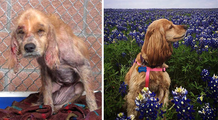 Фотография: До и после: душераздирающие примеры перевоплощения собак, которые обрели любящих хозяев №16 - BigPicture.ru