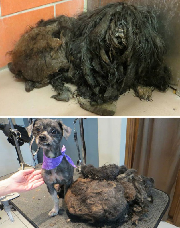 Фотография: До и после: душераздирающие примеры перевоплощения собак, которые обрели любящих хозяев №18 - BigPicture.ru