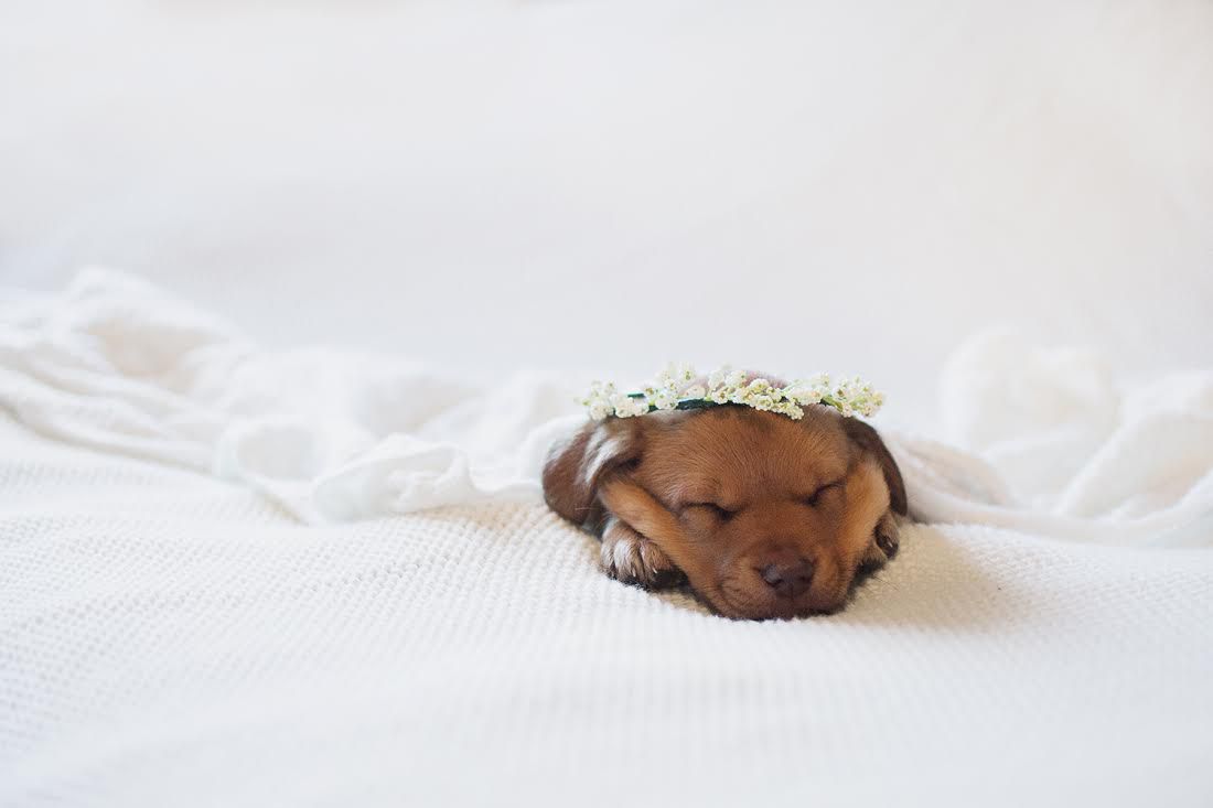 Фотография: Фотосессия новорожденного щенка, которая расплавит ваш мимиметр №3 - BigPicture.ru