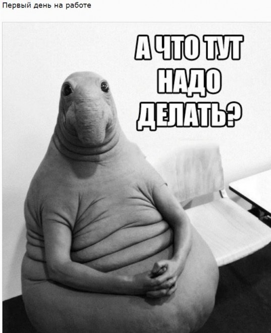 Фотография: Ждун — самый милый мем 2017 года №9 - BigPicture.ru