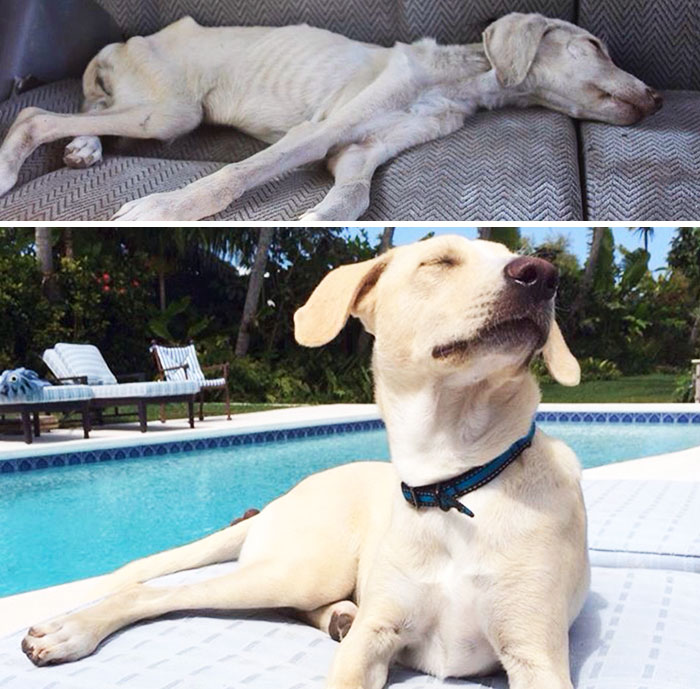 Фотография: До и после: душераздирающие примеры перевоплощения собак, которые обрели любящих хозяев №4 - BigPicture.ru