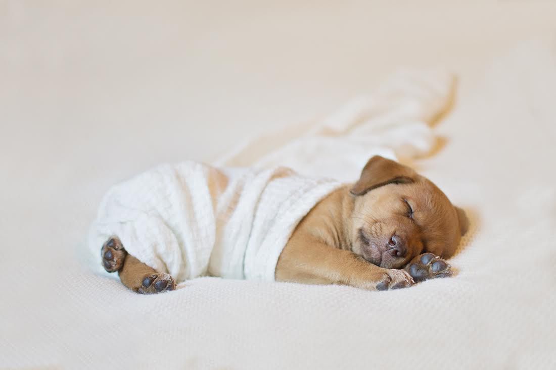 Фотография: Фотосессия новорожденного щенка, которая расплавит ваш мимиметр №4 - BigPicture.ru
