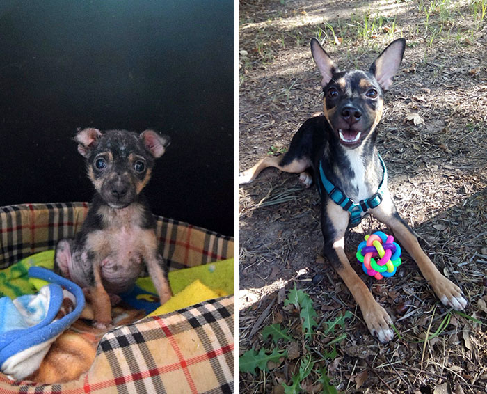 Фотография: До и после: душераздирающие примеры перевоплощения собак, которые обрели любящих хозяев №21 - BigPicture.ru