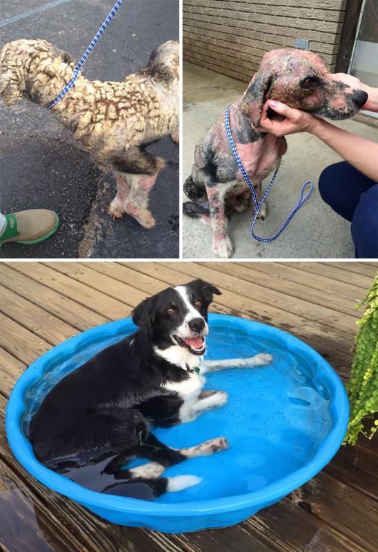 Фотография: До и после: душераздирающие примеры перевоплощения собак, которые обрели любящих хозяев №5 - BigPicture.ru
