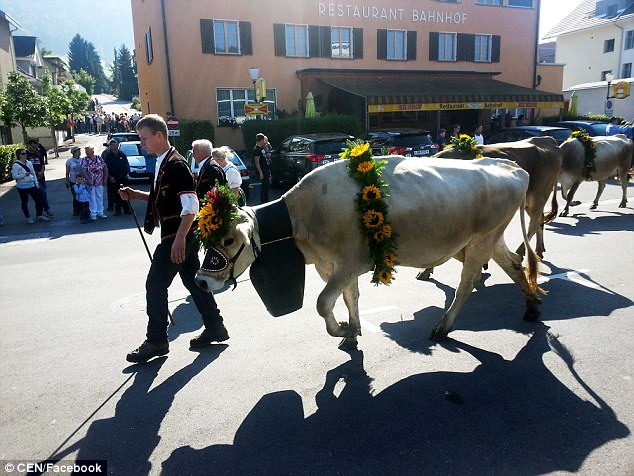 Фотография: Активистке-вегану отказали в швейцарском гражданстве из-за борьбы с колокольчиками у коров №2 - BigPicture.ru