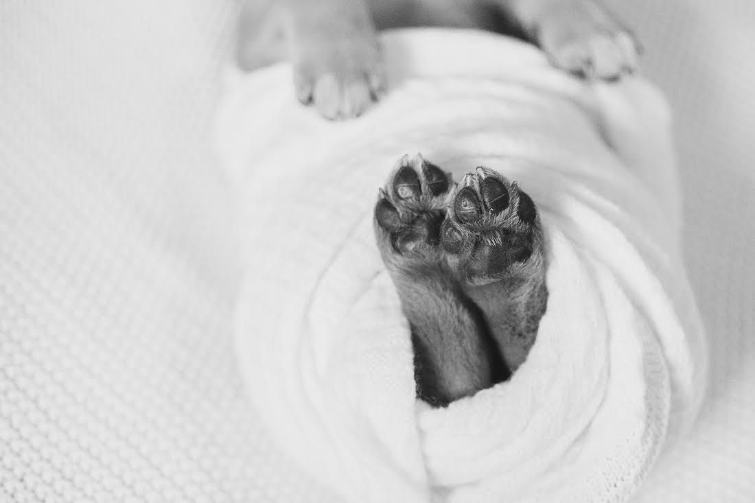Фотография: Фотосессия новорожденного щенка, которая расплавит ваш мимиметр №5 - BigPicture.ru