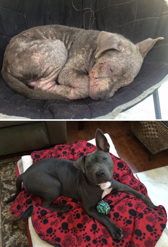 Фотография: До и после: душераздирающие примеры перевоплощения собак, которые обрели любящих хозяев №6 - BigPicture.ru