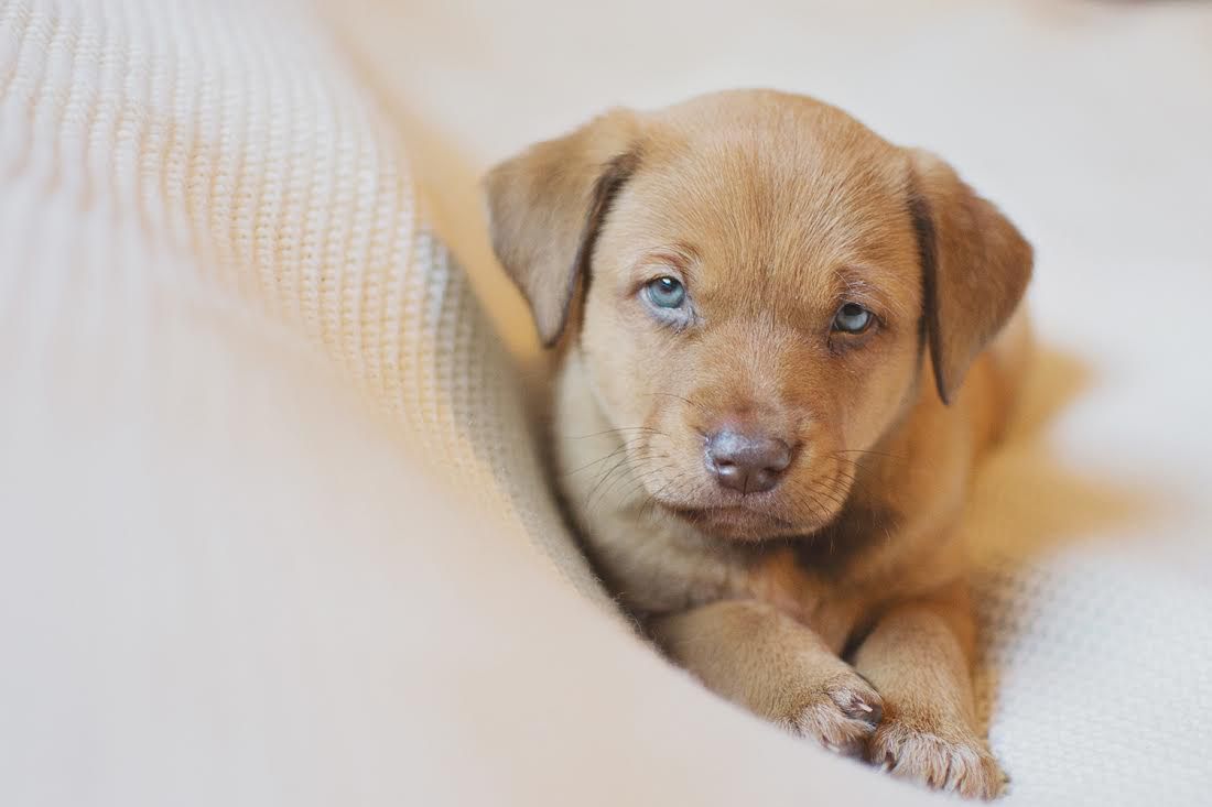 Фотография: Фотосессия новорожденного щенка, которая расплавит ваш мимиметр №6 - BigPicture.ru
