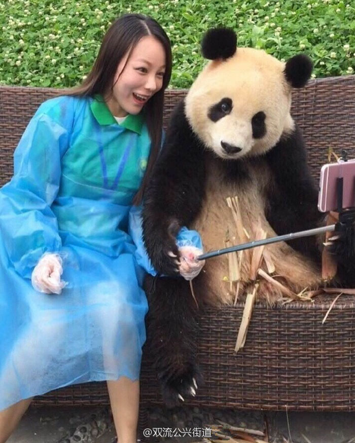 Фотография: Панда, которая обставит любого по части селфи №6 - BigPicture.ru