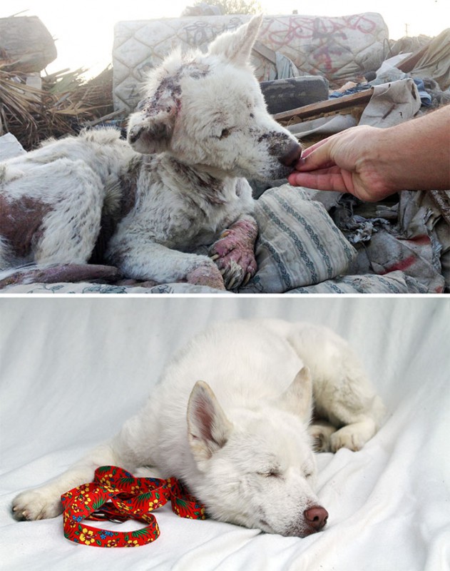 Фотография: До и после: душераздирающие примеры перевоплощения собак, которые обрели любящих хозяев №8 - BigPicture.ru