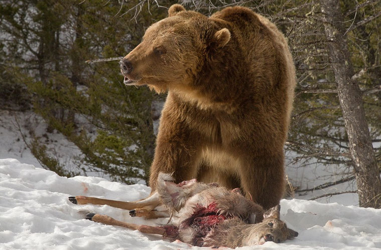 Фотография: Турист стал свидетелем кровавой схватки гризли со стаей волков №7 - BigPicture.ru