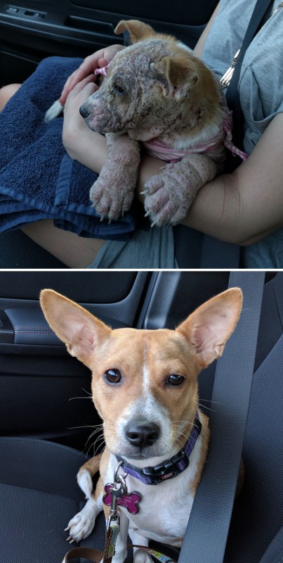 Фотография: До и после: душераздирающие примеры перевоплощения собак, которые обрели любящих хозяев №9 - BigPicture.ru