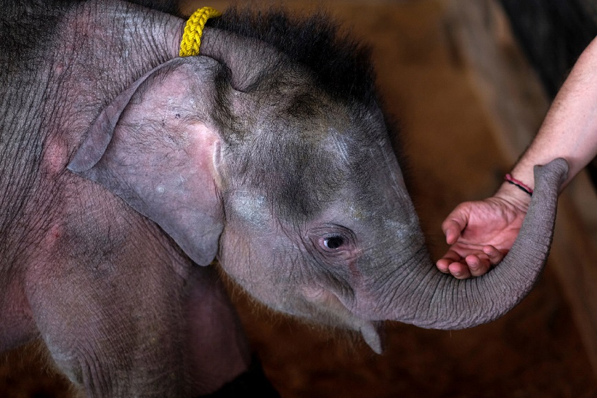 Фотография: Не вешай хобот! В тайском парке слоненка-инвалида заново учат ходить №2 - BigPicture.ru