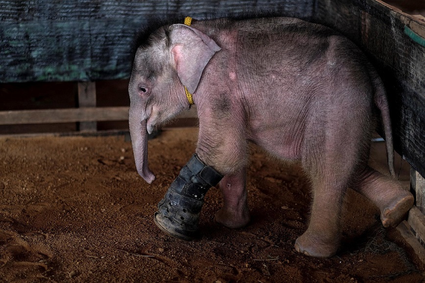 Фотография: Не вешай хобот! В тайском парке слоненка-инвалида заново учат ходить №4 - BigPicture.ru