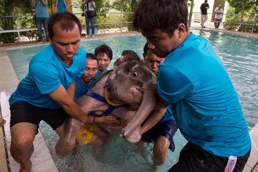 Фотография: Не вешай хобот! В тайском парке слоненка-инвалида заново учат ходить №6 - BigPicture.ru