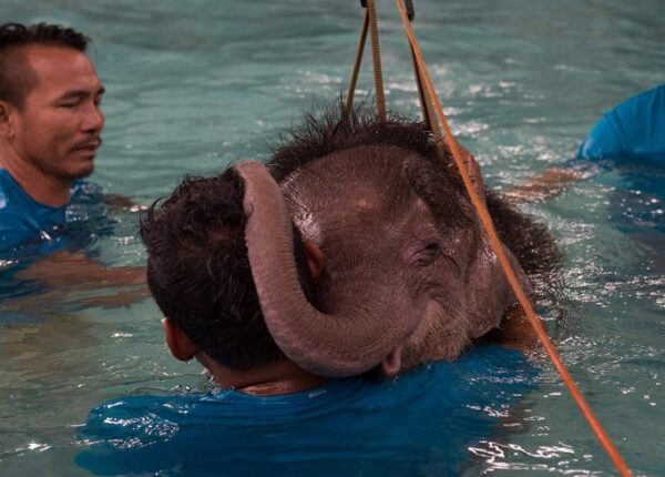 Не вешай хобот! В тайском парке слоненка-инвалида заново учат ходить
