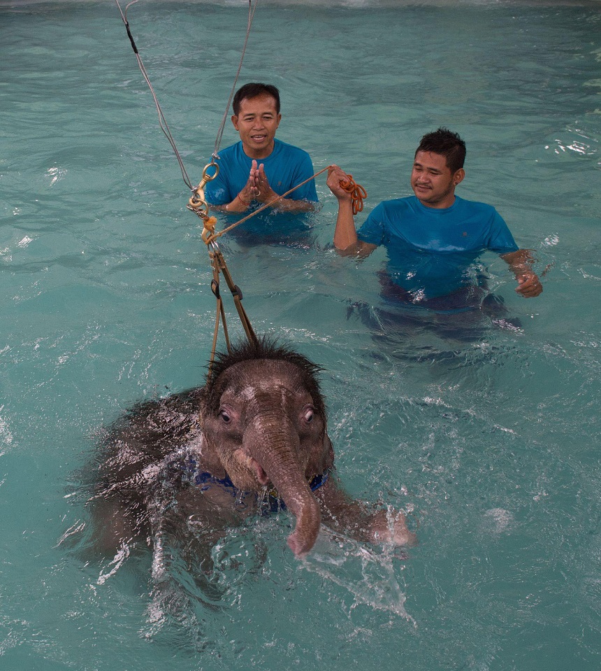 Фотография: Не вешай хобот! В тайском парке слоненка-инвалида заново учат ходить №10 - BigPicture.ru