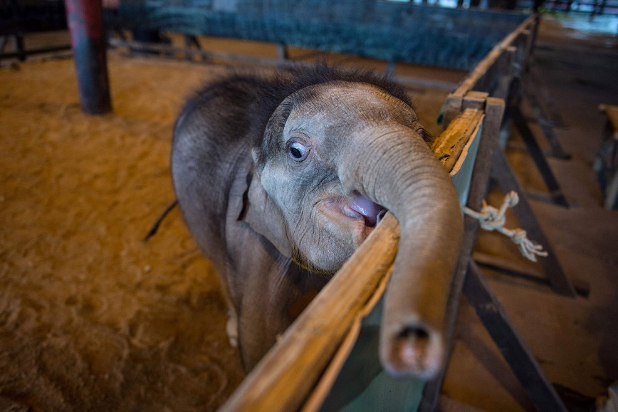 Фотография: Не вешай хобот! В тайском парке слоненка-инвалида заново учат ходить №12 - BigPicture.ru